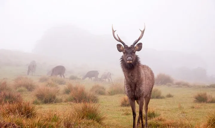 Horton Plains Day Tour with Short Train Journey from Ella