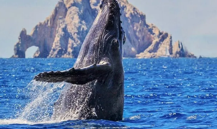 Whale Watching, Kraken Chase and Cabo Arch