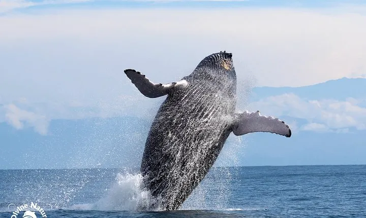 Dolphin and Whale Watching Tour in Drake Bay as seen on National Geographic