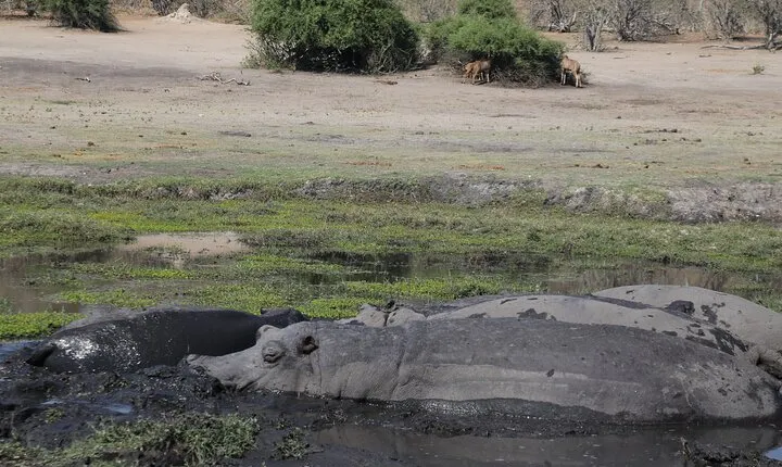From Victoria Falls: Chobe National Park Small Group Tour