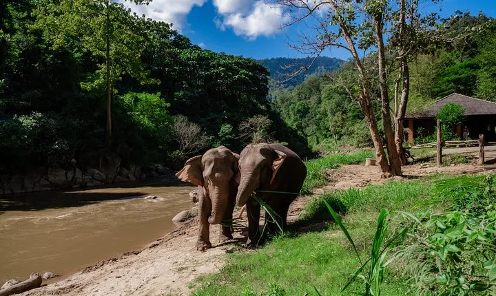Half Day Visit Smile Elephant Chiang Mai