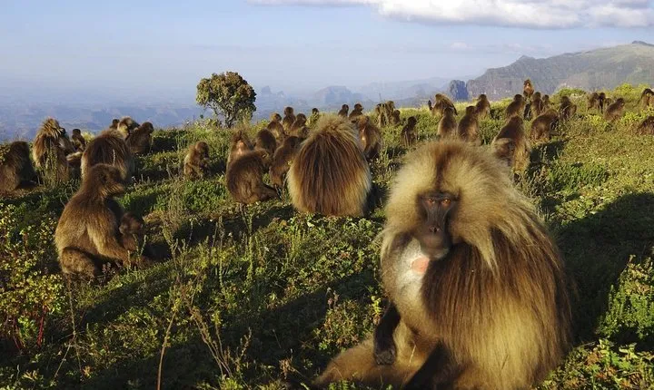 8 Days Historical tour to Ethiopia