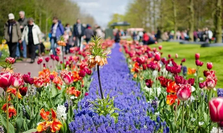 Day Trip To Tulip Gardens Of Keukenhof From Amsterdam: Private & Personalized