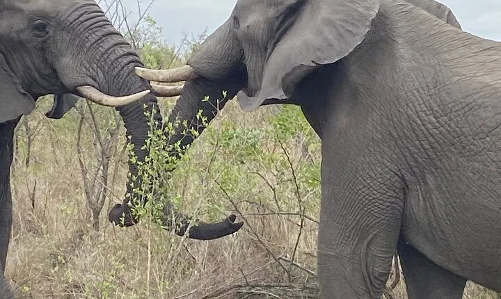 3 Days Johannesburg - Kruger Safari- Blyde River Canyon