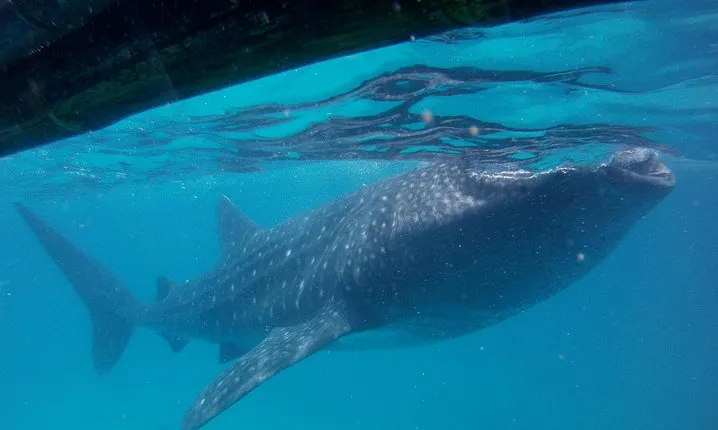 Small-Group Whale Shark Watching Trip in Oslob from Cebu