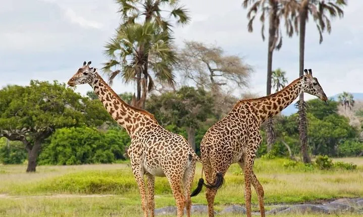 7 Days Tanzania Small Group Safari