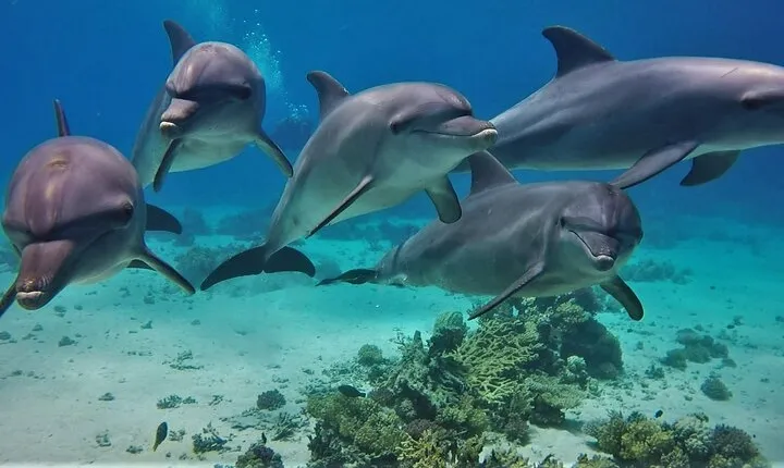 Private Speedboat Dolphin House Hurghada, Water Sport & Transfer