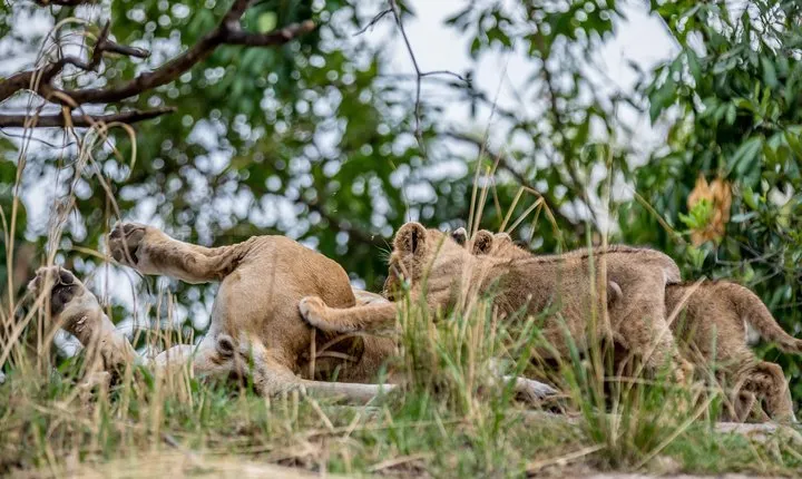 Day trip to manyara National park from Arusha