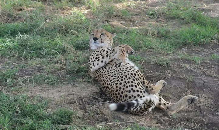 Limited time to Mikumi National Park - Day trip