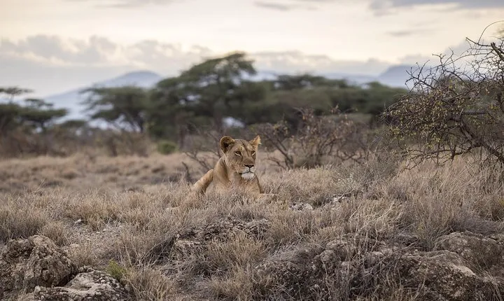 Day Trip - Tarangire National Park