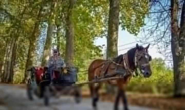 Private Carriage Ride in Vrelo Bosne Nature Park