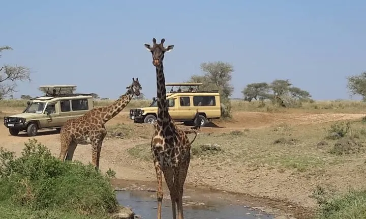 Private Multi day Safari tour in Tanzania
