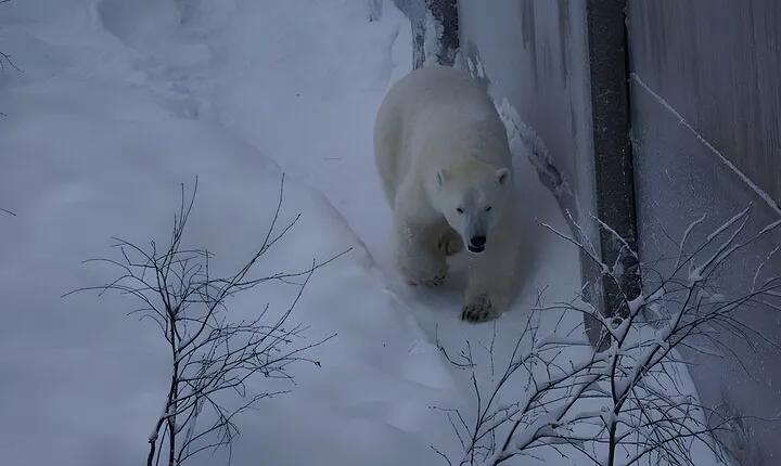 Ranua Arctic Zoo - A Guided Day Tour From Rovaniemi 
