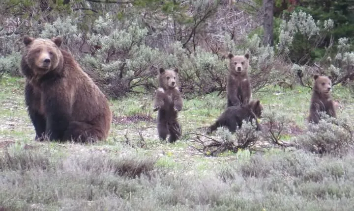 Yellowstone National Park - Full-Day Lower Loop Tour from Jackson
