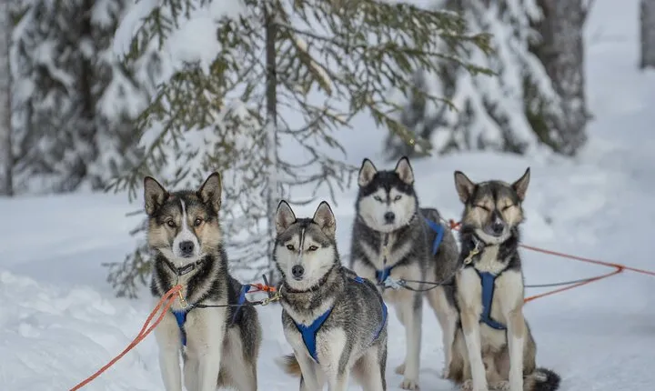 Ice Fishing and Husky