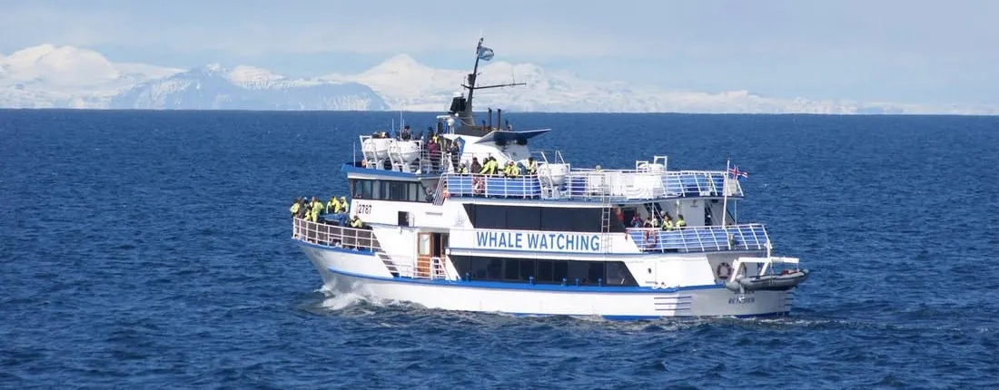 Reykjavík whale watching cruise