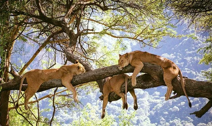 Elephant Special Serengeti & Ngorongoro Crater 5 Days / 4 Nights