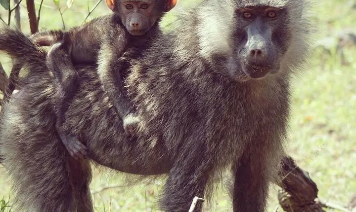 Full Day Private Safari Tour - Arusha National Park 