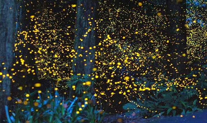 Kota Kinabalu K2 Fireflies Sunset River Cruise Tour with Dinner