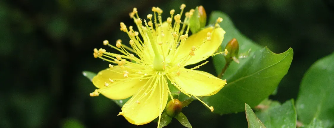 La Gomera Herb Hike