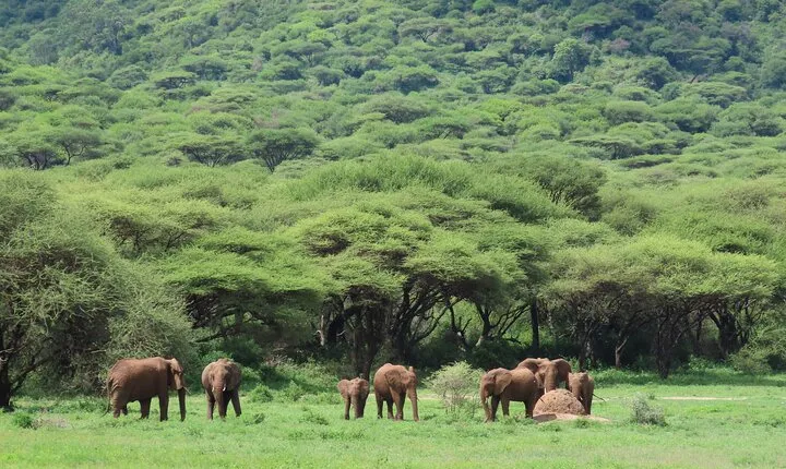 6-Day Small-Group Tanzania Budget Safari from Arusha