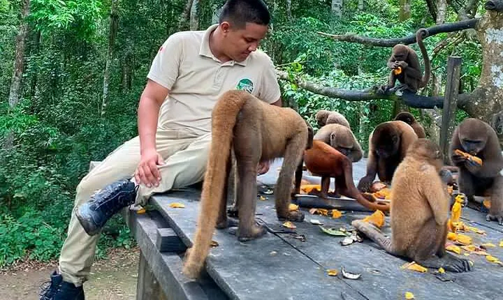 Monkey Island, Amazon River, Amazonian Sunset