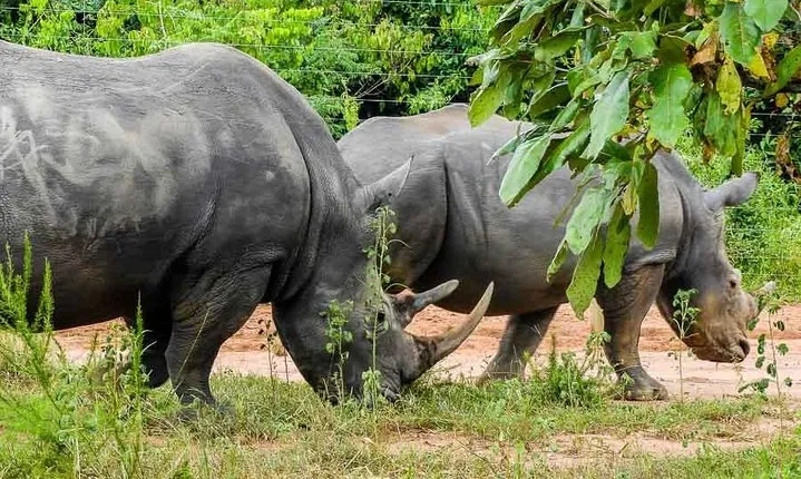 1 day Rhino tracking in Uganda (Ziwa Rhino Sanctuary