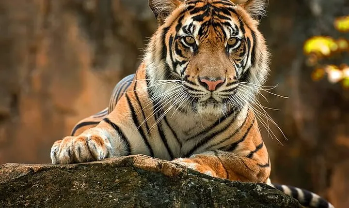 2-Day Jungle Safari with Sunrise view of Taj Mahal