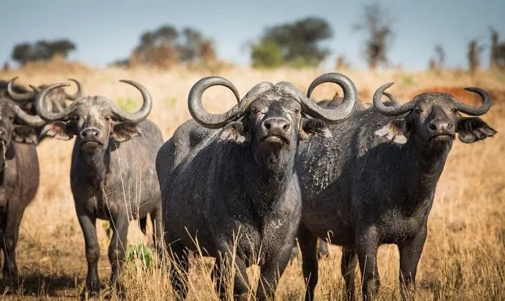 4 days Private Safari Tour Tanzania