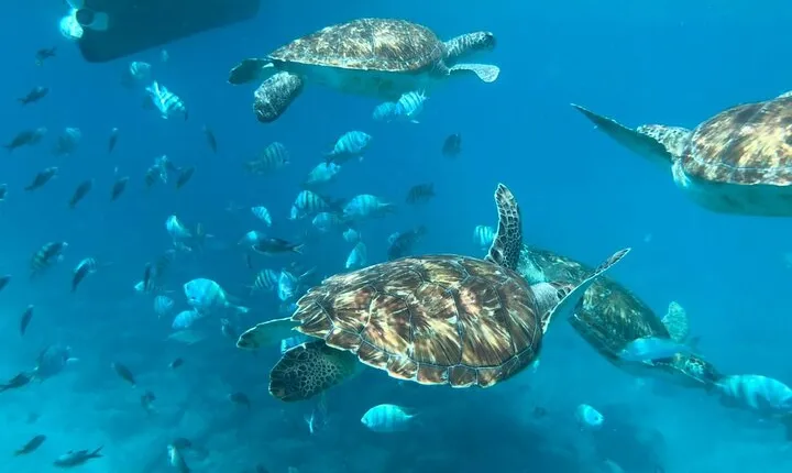 São Vicente: Private Snorkel Experience with Sea Turtle