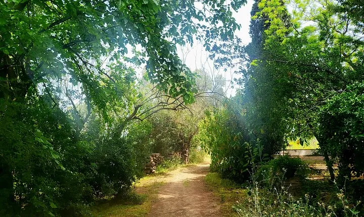 Athens Layover Vineyard Wine Tasting Private Tour