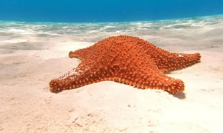 Private snorkeling tour to El Cielo
