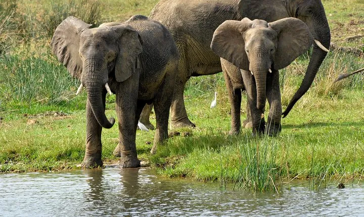 3 Days Murchison Falls Wildlife Safari