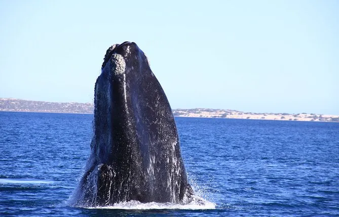 5-Day Whale Watching Tour from Adelaide