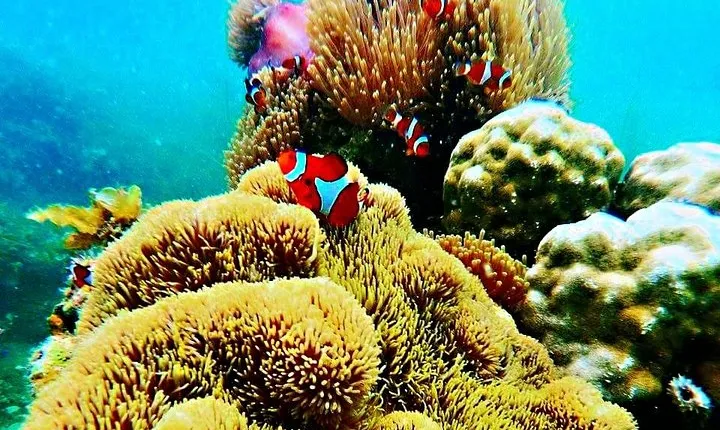 Bintan Snorkeling Tour