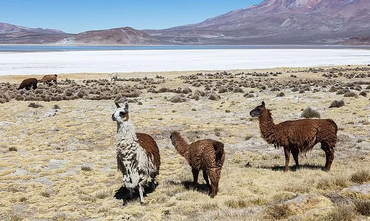 Salinas Salt Lagoon Private tour - Day Trip from Arequipa