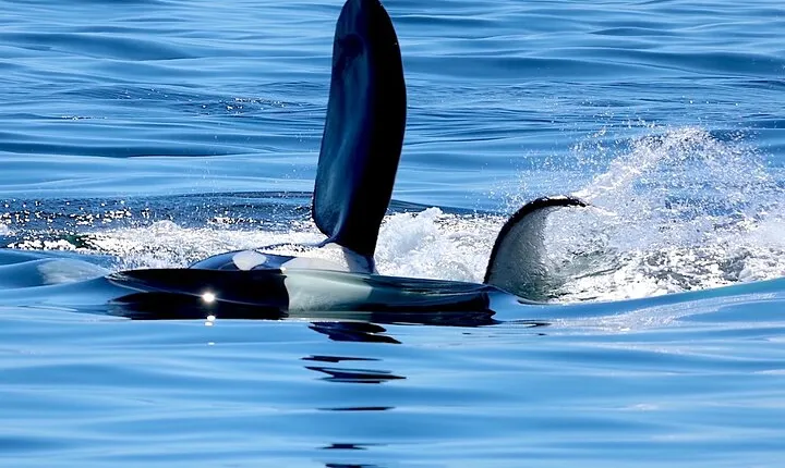 Victoria Ultimate Marine Whale & Wildlife Tour