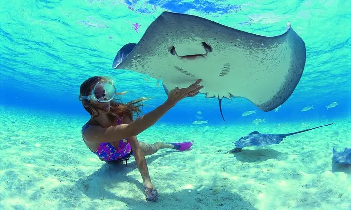 Best Way to Interact with Ocean Wildlife with Lunch. 6H