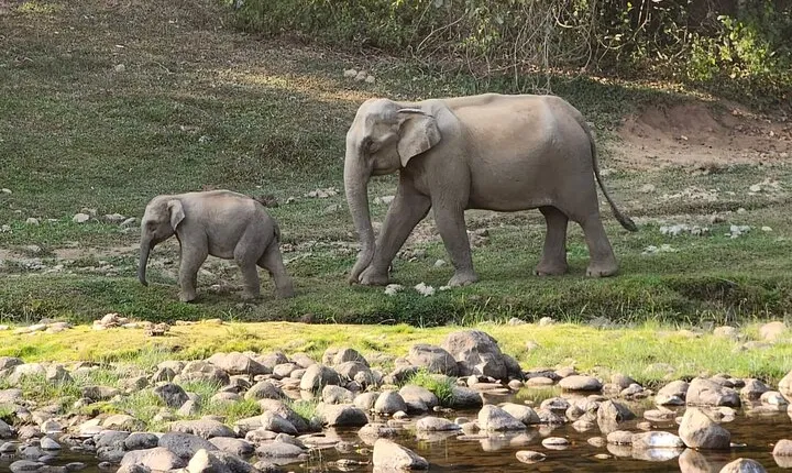 Anakulam Wild Elephant Village life tour ( By Munnar Info)