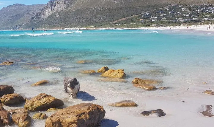 Private Tour Of Penguins, Cape Of Good Hope & Peninsula.