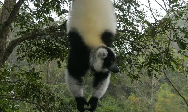 Madagascar Wildlife Tour for 02 days
