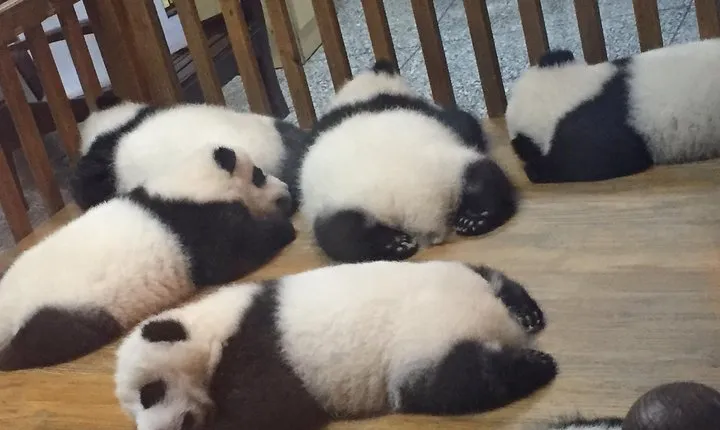 Private Day Tour to Chengdu Panda Base by Round-way Bullet Train from Xian