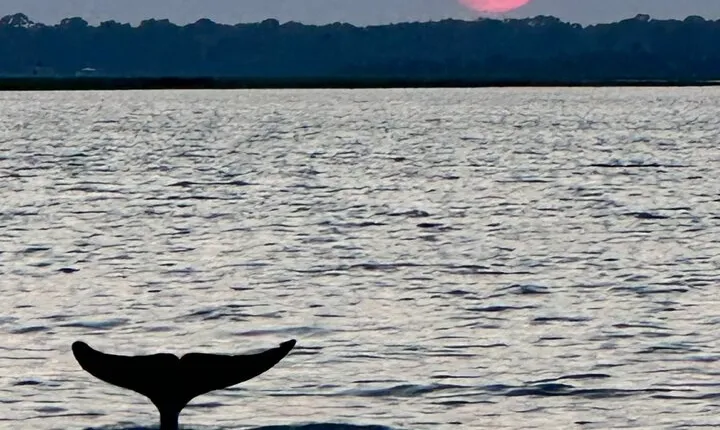 Folly River Morris Island Dolphin and Exploration Adventure