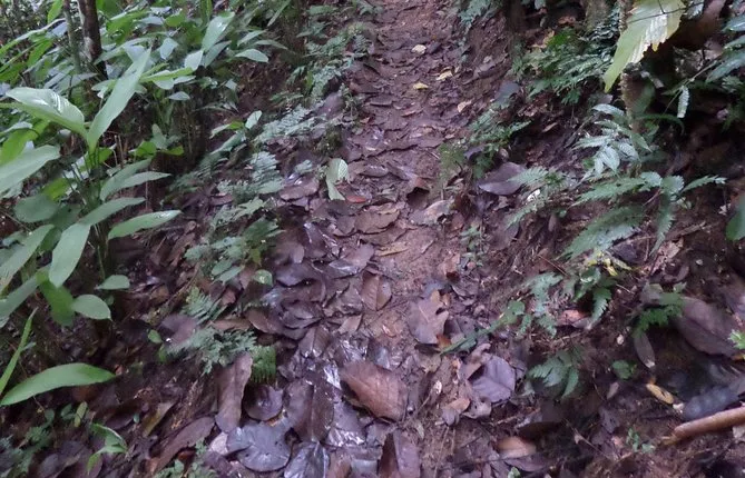NamHa evergreen forest, 2days trekking-camping
