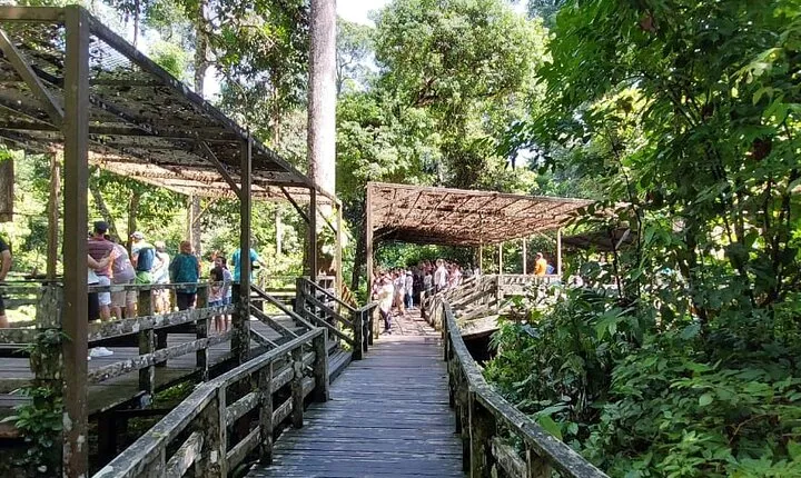 Sepilok Orangutan , SunBear, Proboscis Monkey from Sandakan City
