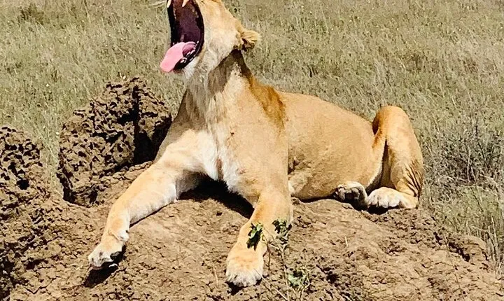 5-Day Tanzania Safaris (living Among lions-mid-range)