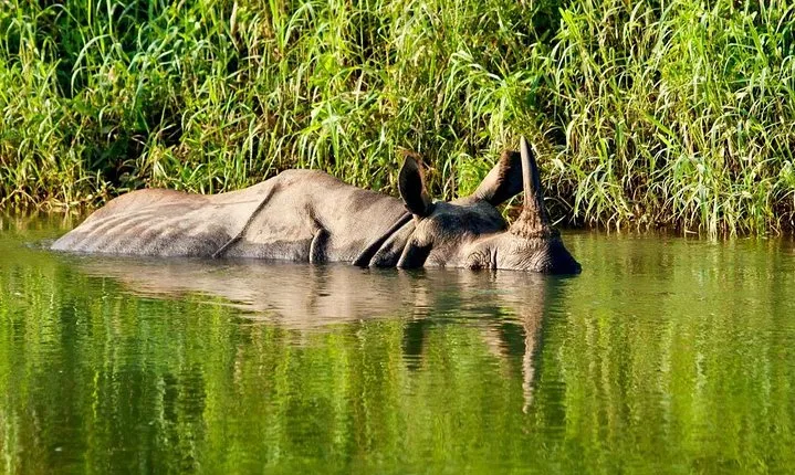 2 Nights Chitwan Luxury Tour from Kathmandu or Pokhara