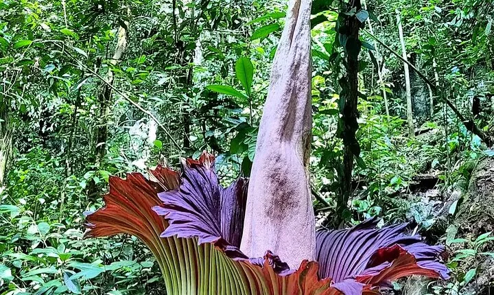 Private Day Tour from Medan: Corpse Flower Trek(Minimum 2 people)