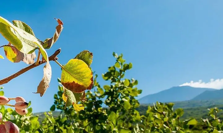 Private Etna tour and pistachio lunch in a pistachio farm