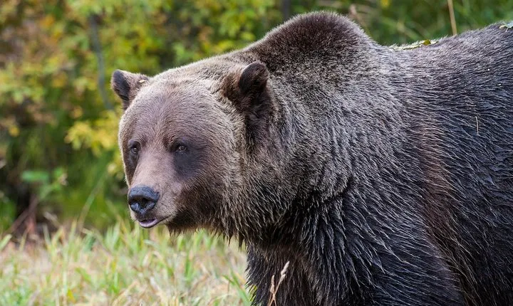 Discover Grizzly Bears from Banff